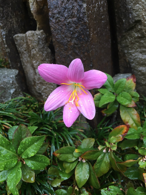 作品集・葉月園